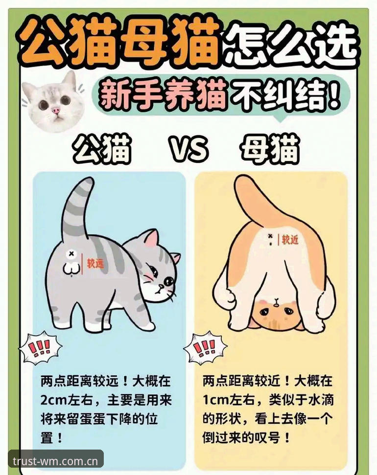 完美体育实时资讯 新手必看:完美体育实时资讯获取指南与使用心得